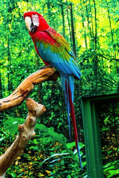 green Wing Macaw Originally from South America,